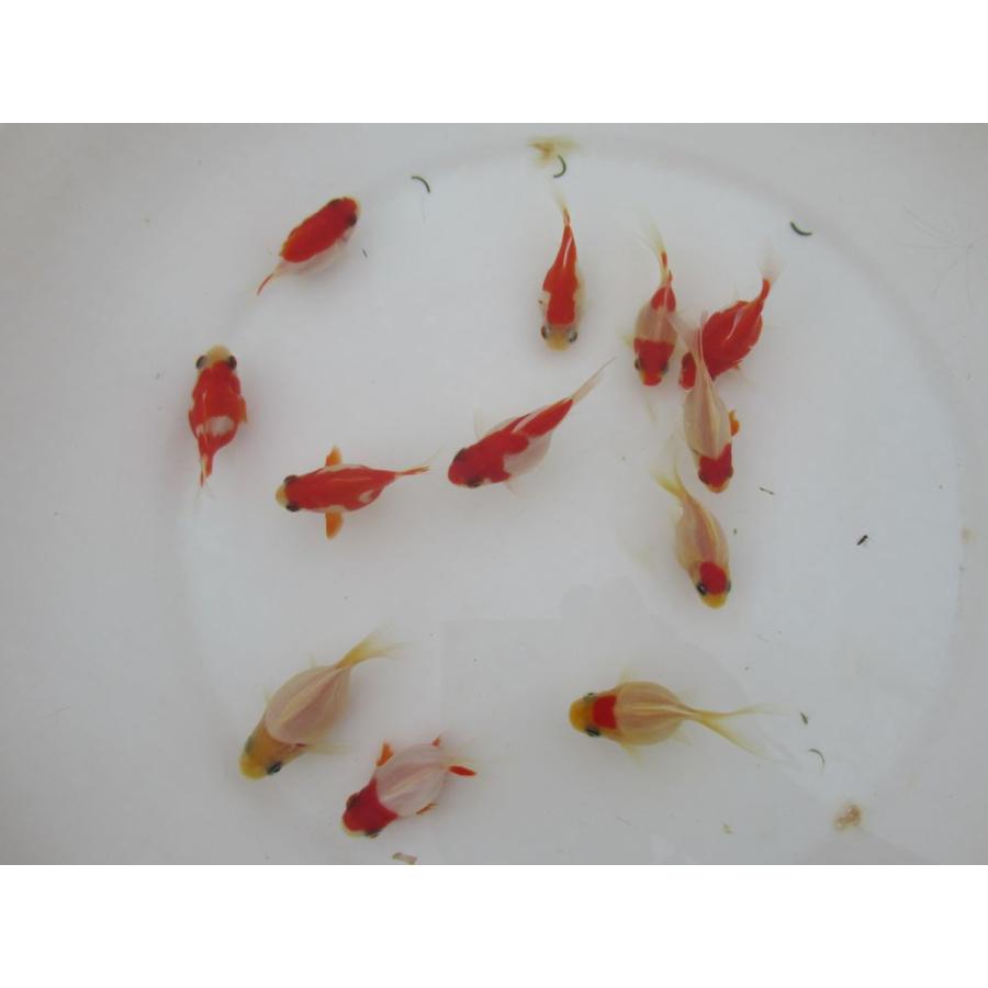 金魚)-玉サバ 二歳魚 (7-8cm) 1匹 : 水島らんちゅう販売ヤフー店