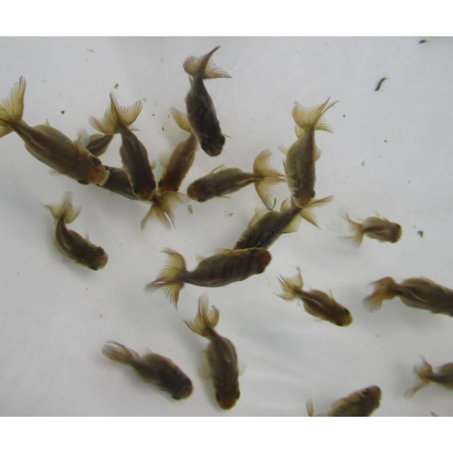 金魚)-伊勢オランダ 稚魚(4-5cm) 10匹セット : 水島らんちゅう販売 