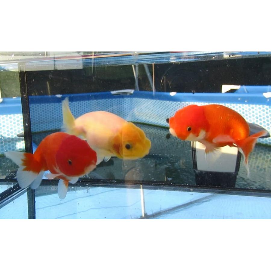 金魚) 桜錦-二歳魚 (10cm) 3匹セット Y1 : 水島らんちゅう販売ヤフー店 