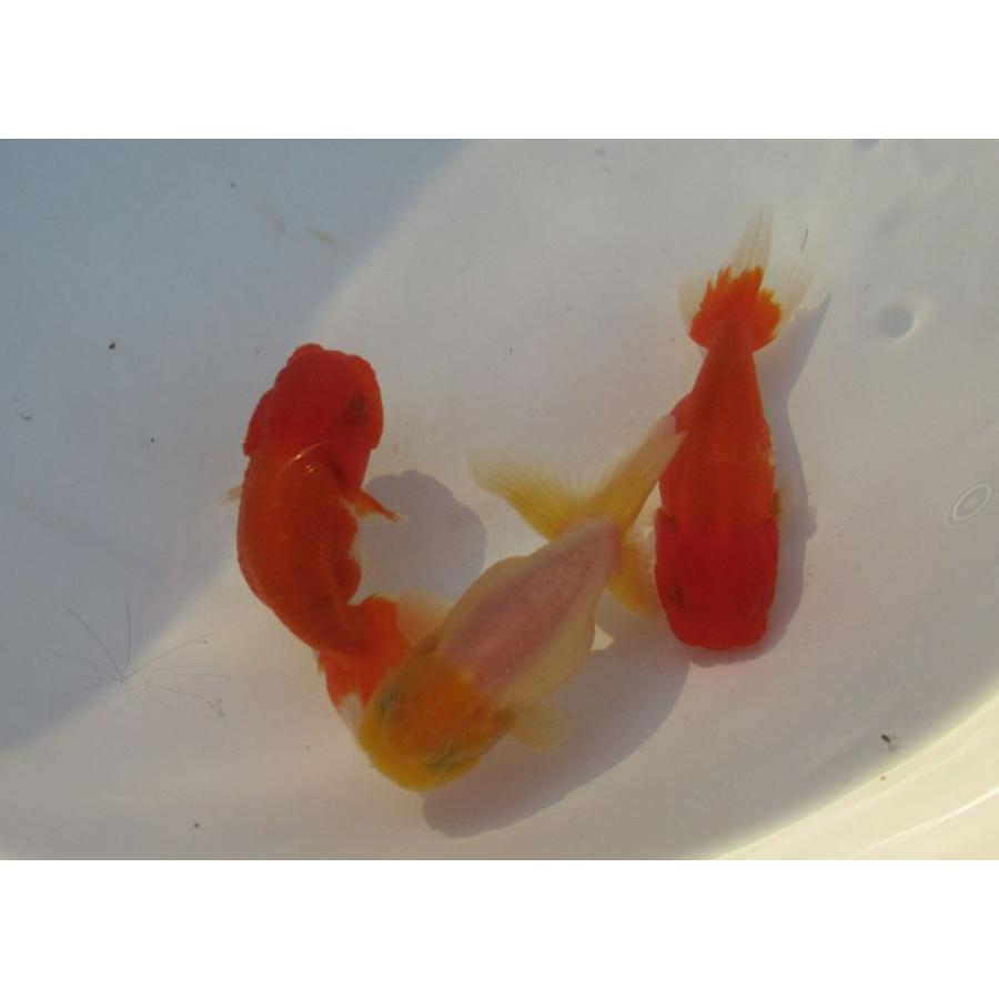 金魚) 桜錦-二歳魚 (10cm) 3匹セット Y1 : 水島らんちゅう販売ヤフー店 