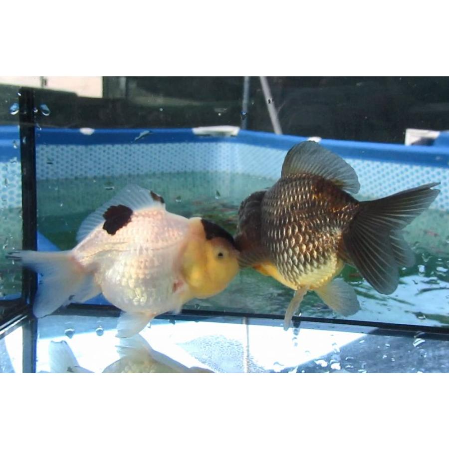 希少中国微墨　2種　猿　金魚 金魚)-中国金魚 水墨オランダショートテール 3歳魚 2匹セット（ペア