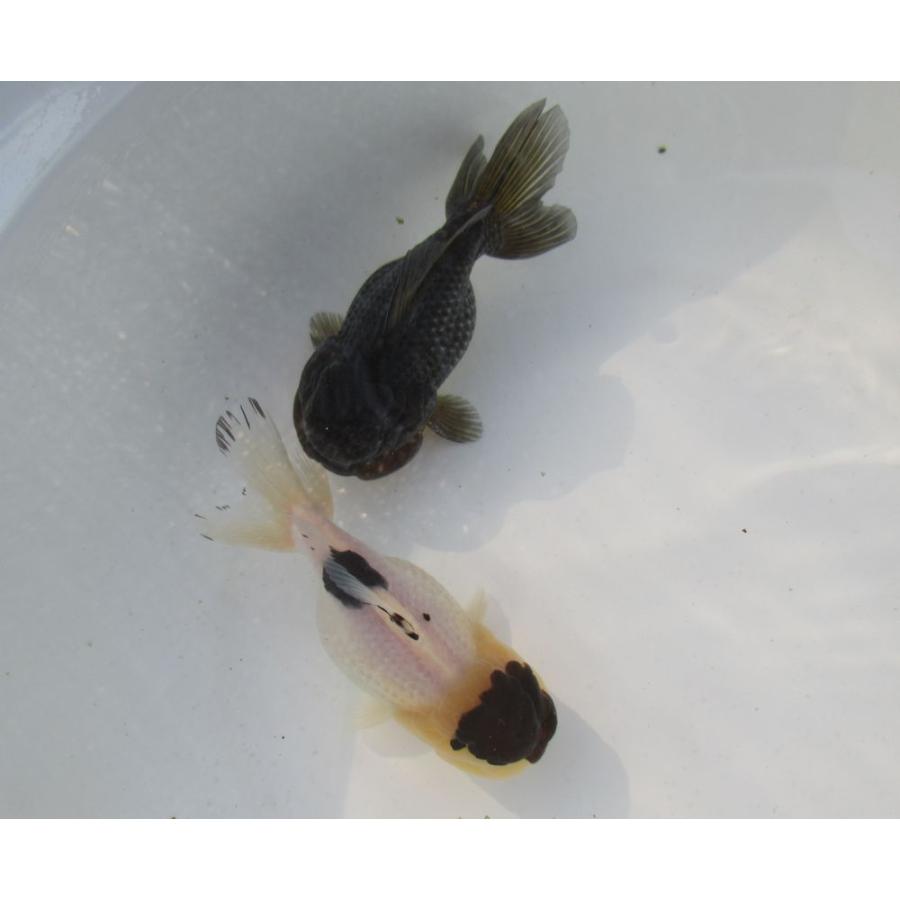 金魚)-中国金魚 水墨オランダショートテール 3歳魚 2匹セット（ペア