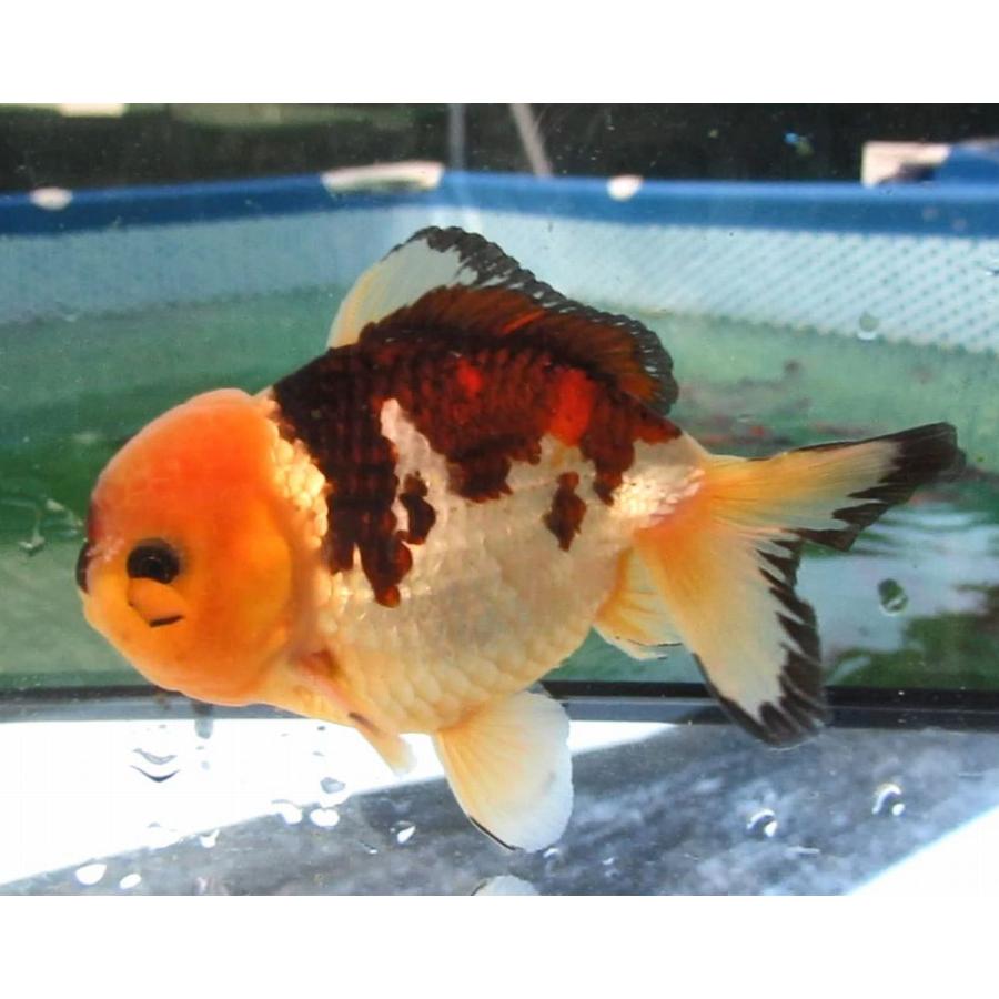 金魚商品【２】 金魚)-中国金魚 水墨オランダショートテール 3歳魚 2匹セット（ペア