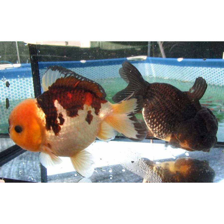 金魚)-中国金魚 水墨オランダショートテール 3歳魚 2匹セット（ペア