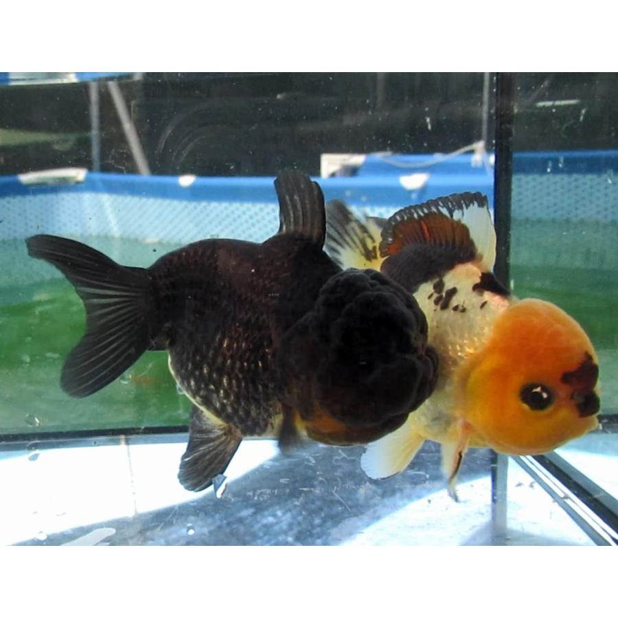 金魚)-中国金魚 水墨オランダショートテール 3歳魚 2匹セット（ペア