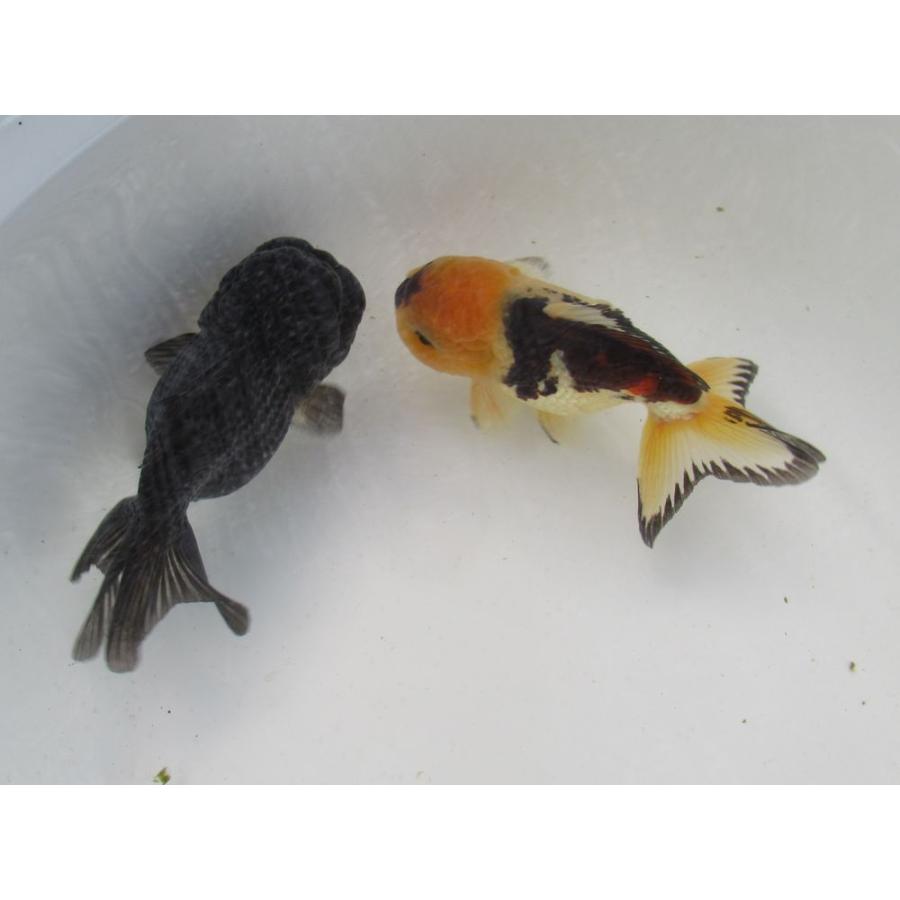 金魚)-中国金魚 水墨オランダショートテール 3歳魚 2匹セット（ペア