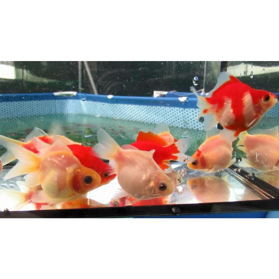 金魚)-玉サバ 二歳魚 (6-8cm) 11匹セット J4 : 水島らんちゅう販売