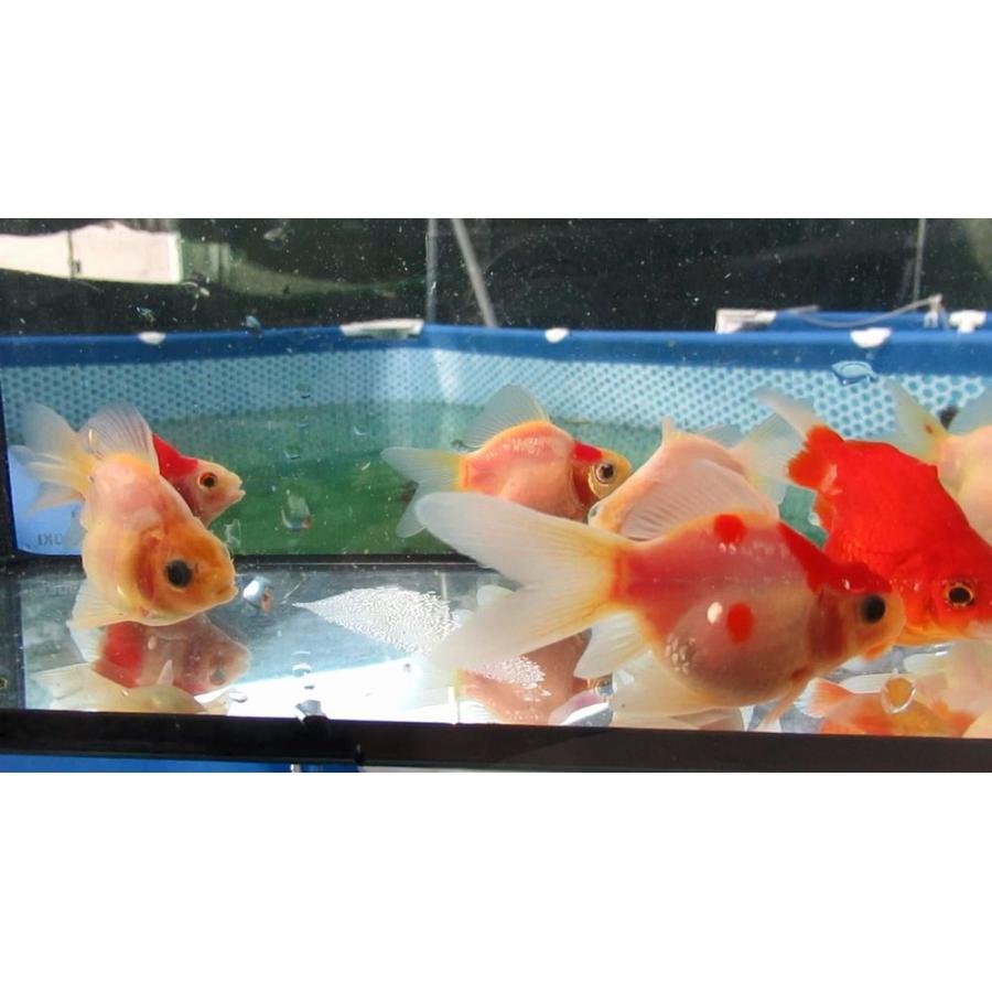 金魚)-玉サバ 二歳魚 (6-8cm) 11匹セット J4 : 水島らんちゅう販売