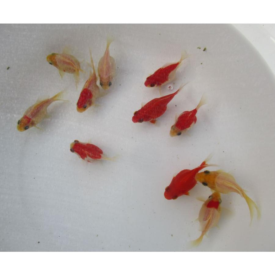 金魚)-玉サバ 二歳魚 (6-8cm) 11匹セット J4 : 水島らんちゅう販売
