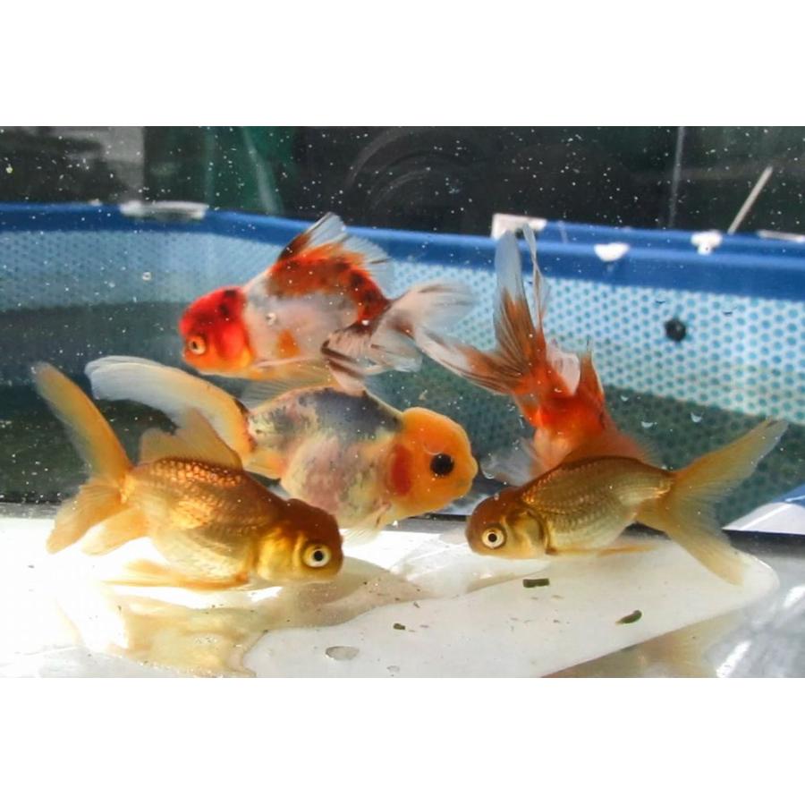 金魚)-東錦、ブラックドラゴン 二歳魚(8.5-10.5cm) 6匹セット FC-3 