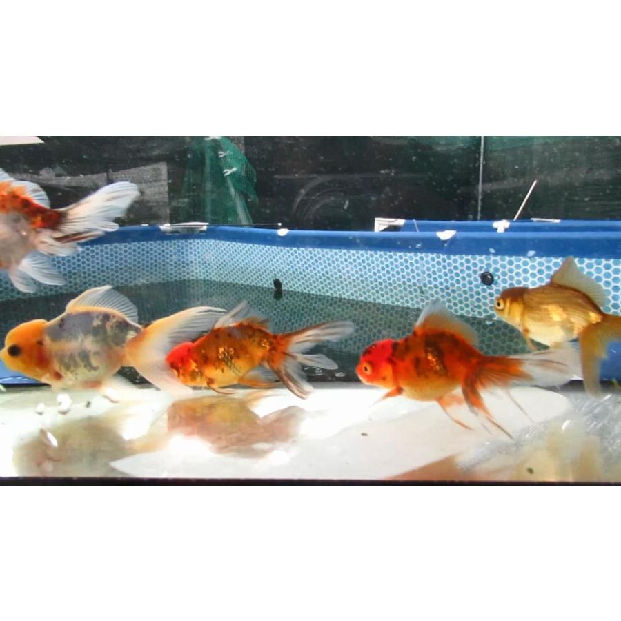 金魚)-東錦、ブラックドラゴン 二歳魚(8.5-10.5cm) 6匹セット FC-3 