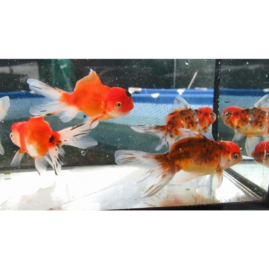 金魚)-東錦 二歳魚(10.5-13cm) 5匹セット FC-4 : 水島らんちゅう販売 
