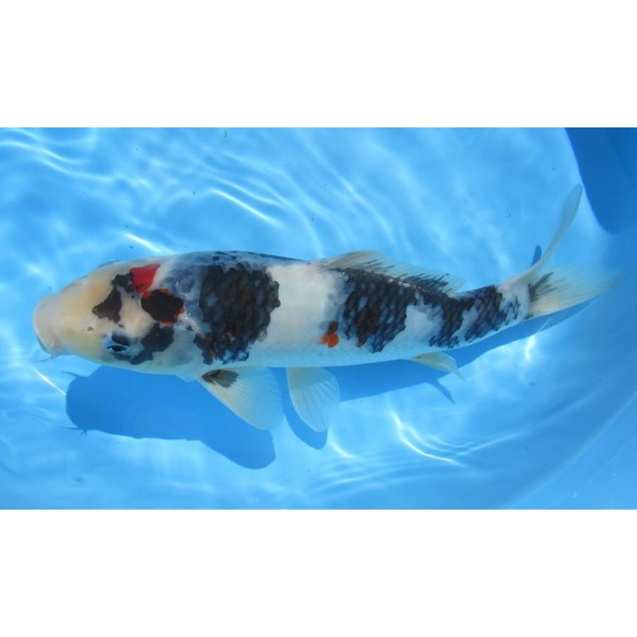 錦鯉 大日産昭和三色