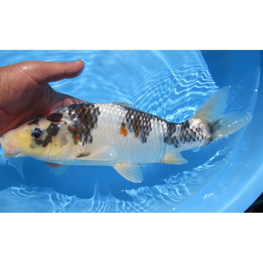 錦鯉 大日産昭和三色