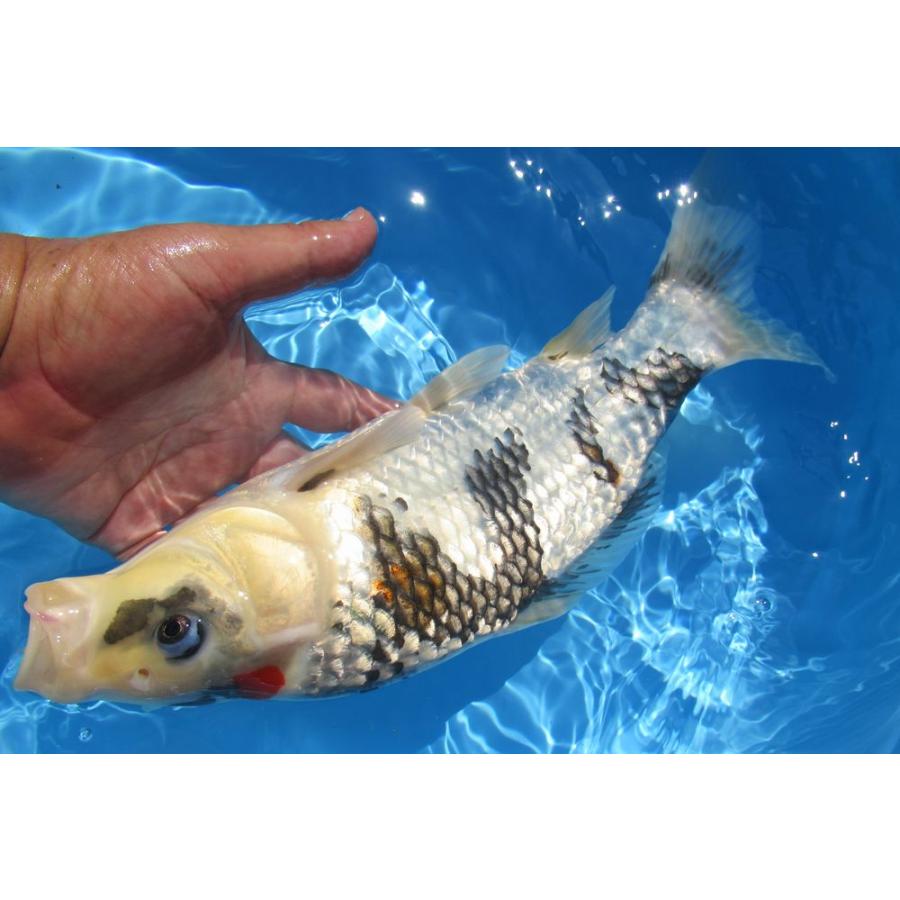 錦鯉 大日産昭和三色