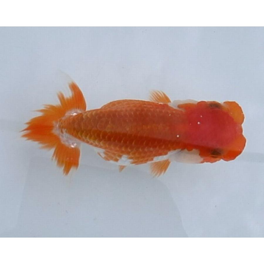 金魚)らんちゅう-5号 特選種用当歳魚(雌) 180B-3 : 水島らんちゅう販売