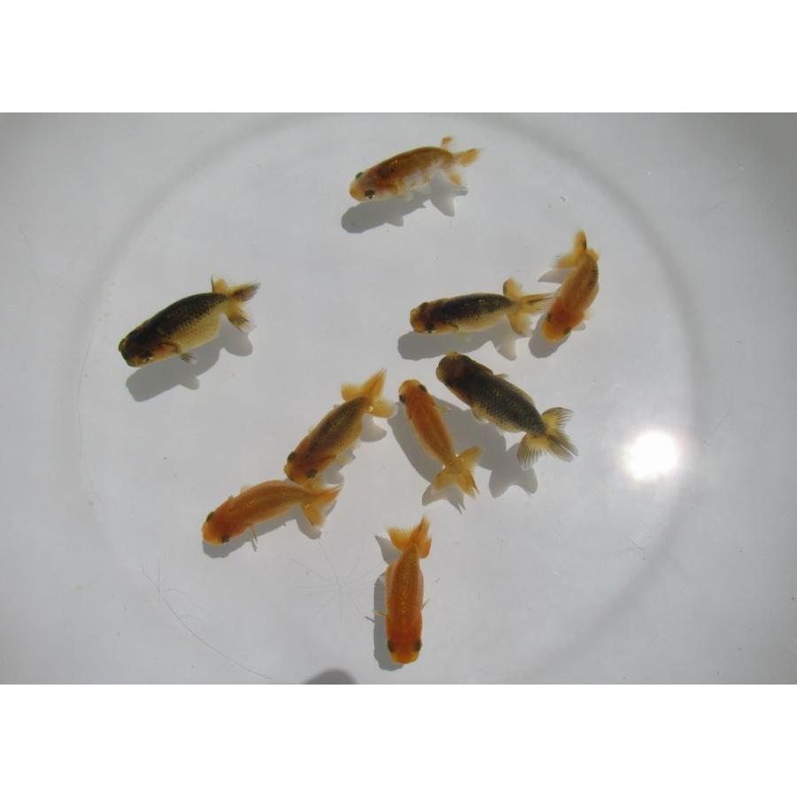 金魚)らんちゅう-当歳魚(5.5-6.5cm) 9匹セット LE-1 : 水島らんちゅう 