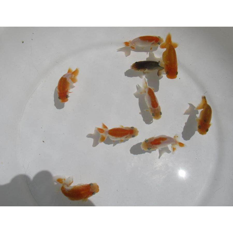 金魚)らんちゅう-当歳魚(6-6.5cm) 9匹セット LE-3 : 水島らんちゅう 