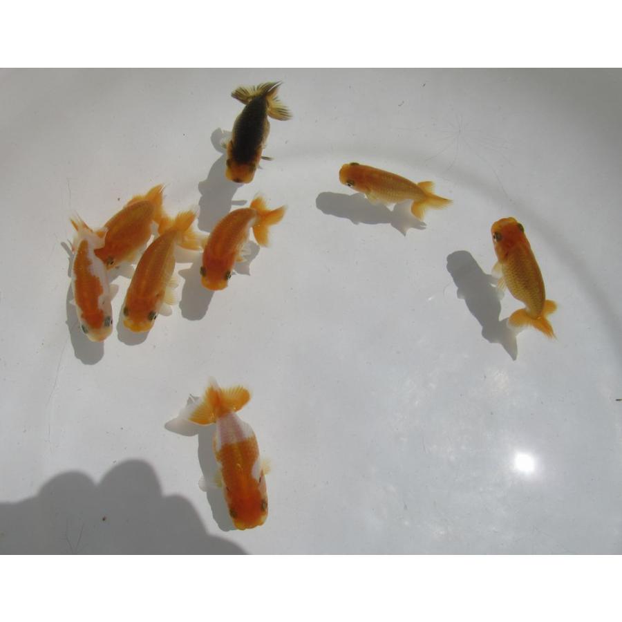 金魚)らんちゅう-当歳魚(6-7cm) 8匹セット LE-4 : 水島らんちゅう販売 