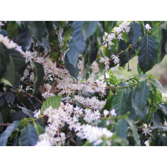 ホンジュラス エル・グアカモーレ ハニー　100g | 