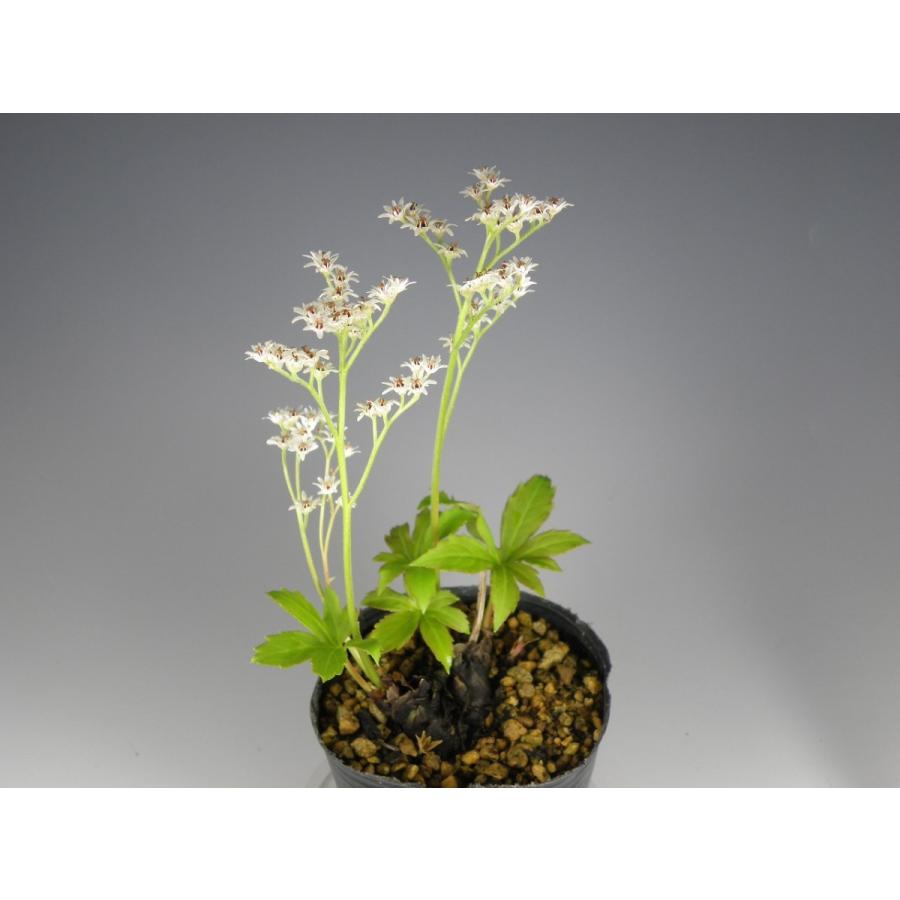 イワマツ(50年以上) 盆栽　　 観葉植物　山野草　 ブルドッグ 05 巨大な岩松 50年物 岩ヒバ 高山植物 山野草 送料無料 盆栽など