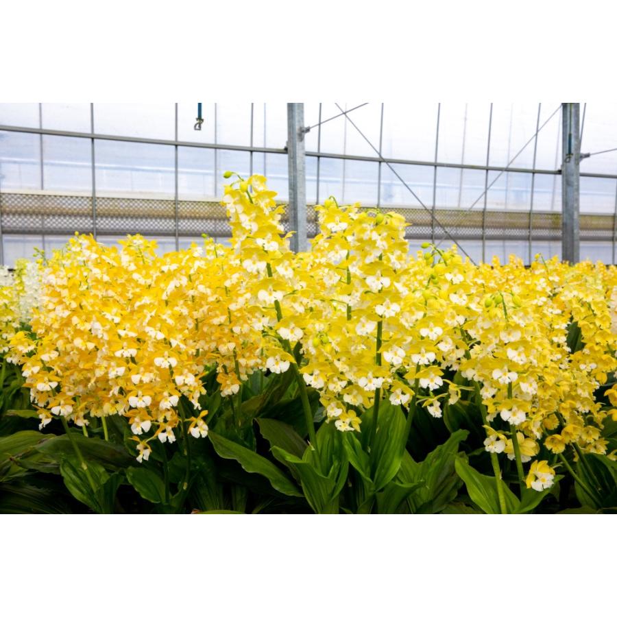 エビネ 強香 特大株 贈答用 イエロー系 : 蘭裕園 Yahoo!ショップ