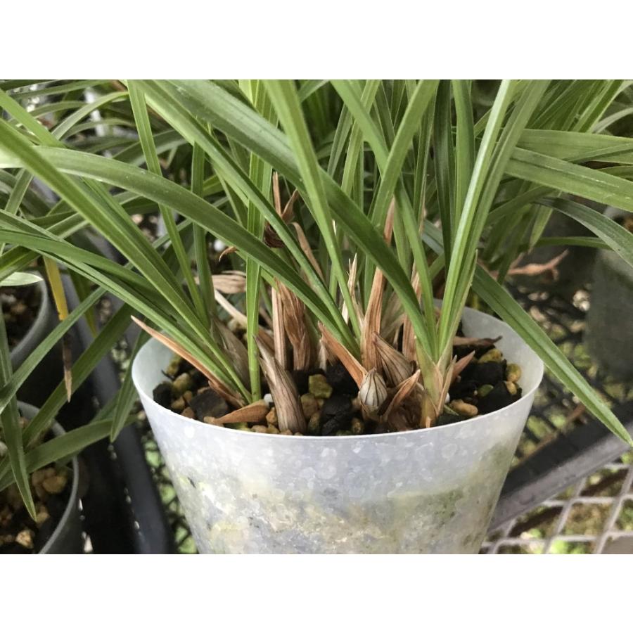 中国春蘭 夢蝶珍系 かわいい蝶咲き花 香り有り 春蘭 東洋ラン ラン