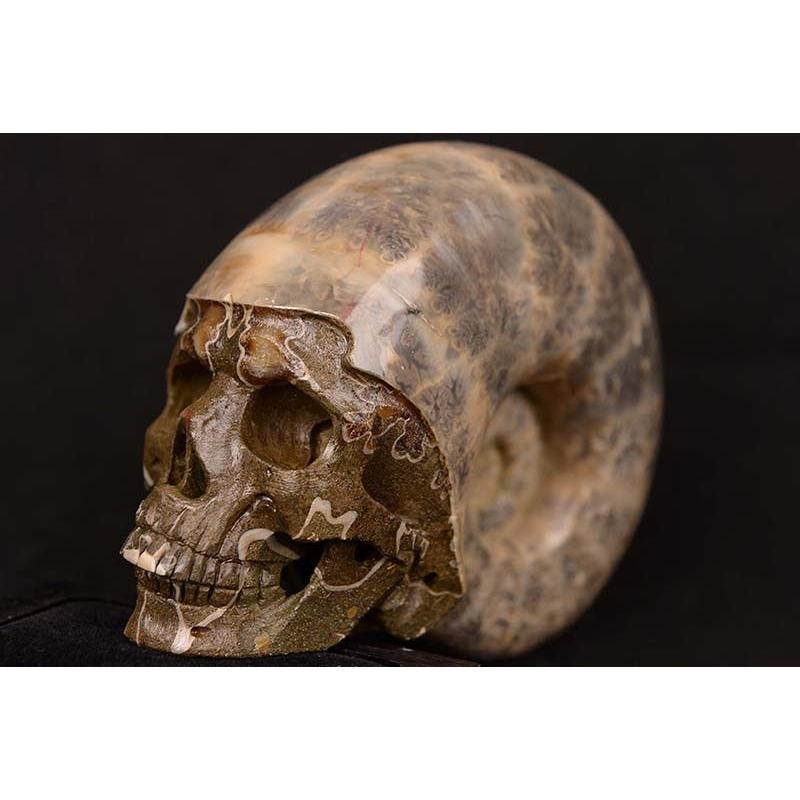 一点物 アンモナイト化石 ヒューマンスカル 人間頭蓋骨 カービング 彫刻 １１２５ｇ 白亜紀 マダガスカル産 1407anmonite01 民族アクセサリー専門店ラパヌイ 通販 Yahoo ショッピング