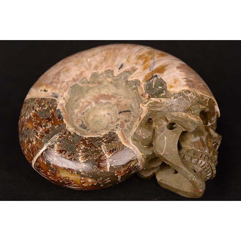 夏の新作コレクション 化石　骨格　標本　アンモナイト　殻あり　40mm 雑貨