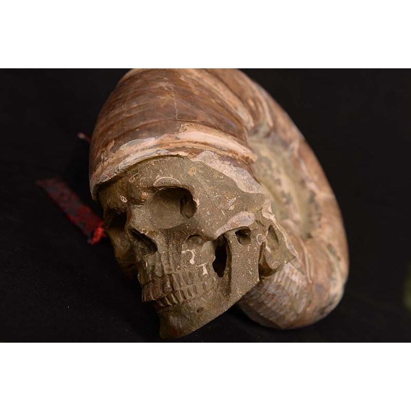 一点物 アンモナイト化石 ヒューマンスカル（人間頭蓋骨） カービング（彫刻） ３１６８ｇ｜白亜紀｜マダガスカル産