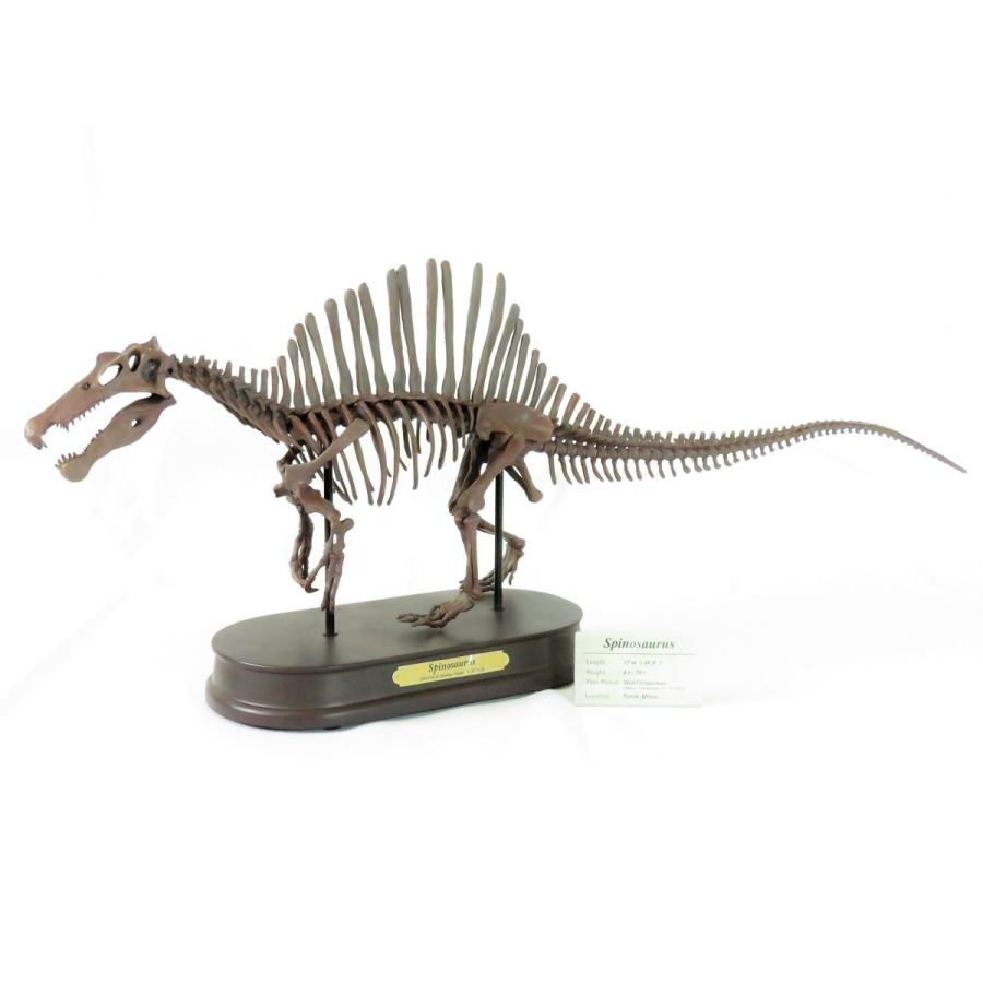 割引販売中 Favorite フェバリット スピノサウルス スケルトンモデル