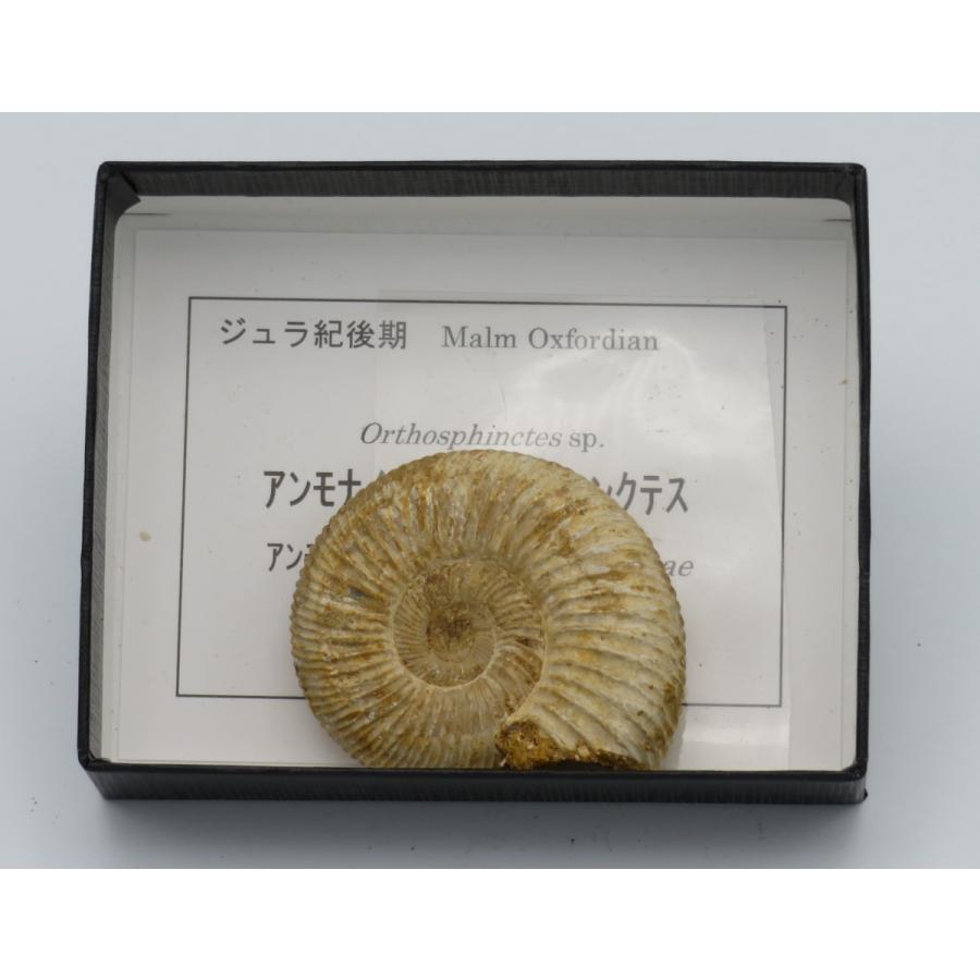 アンモナイト オルソスフィンクテス C : Raptors - 通販 - Yahoo