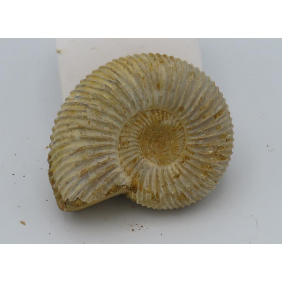 アンモナイト オルソスフィンクテス G : Raptors - 通販 - Yahoo