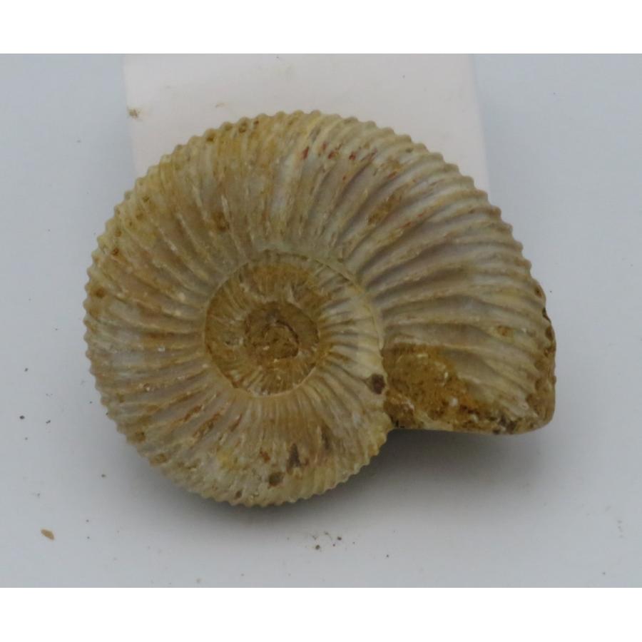 大きなアンモナイト　化石　ペリスフィンクテス ジュラ紀の地層から採集された、10センチオーバーの大きなペリス