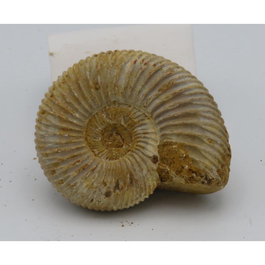 アンモナイト オルソスフィンクテス G : Raptors - 通販 - Yahoo