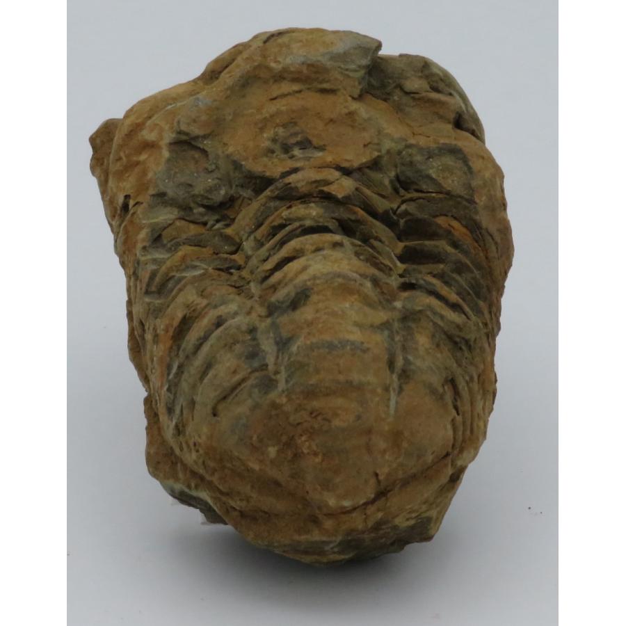 三葉虫 カリメネ [FC99] 化石 フレキシカリメネ 三葉虫 カリメネ [FC99] 化石 フレキシカリメネ - メルカリ