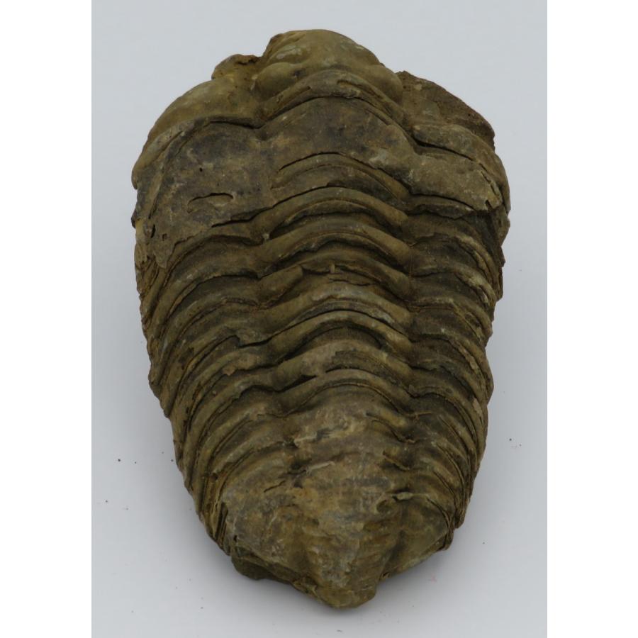 化石標本　三葉虫　カリメネ　大きめ　美麗標本 化石標本 三葉虫 カリメネ 大きめ 美麗標本 三葉虫 カリメネ（Calymene