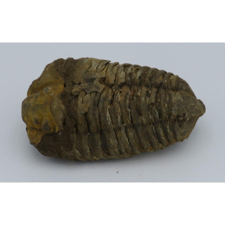 三葉虫化石 カリメネ C : Raptors - 通販 - Yahoo!ショッピング