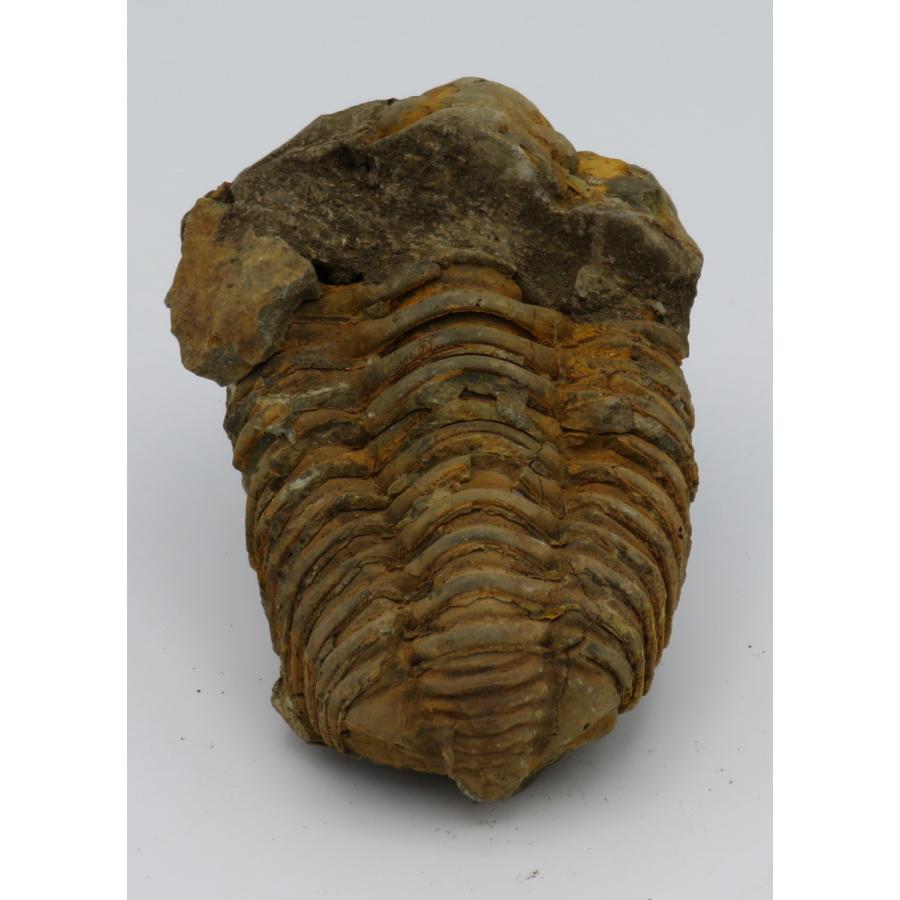 化石標本　三葉虫　カリメネ　大きめ　美麗標本 三葉虫化石 カリメネ A : Raptors - 通販 - Yahoo!ショッピング