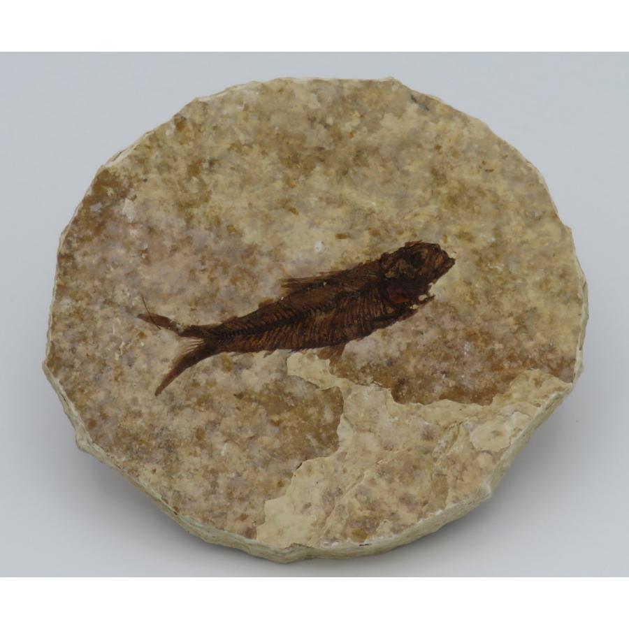ナイティア　化石 最もよく知られた化石魚類……米国ワイオミング州で採集された絶滅
