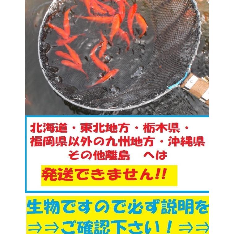 姉　100匹　姉　姉金　金魚　餌金　エサ金　アネ　姉 の商品画像