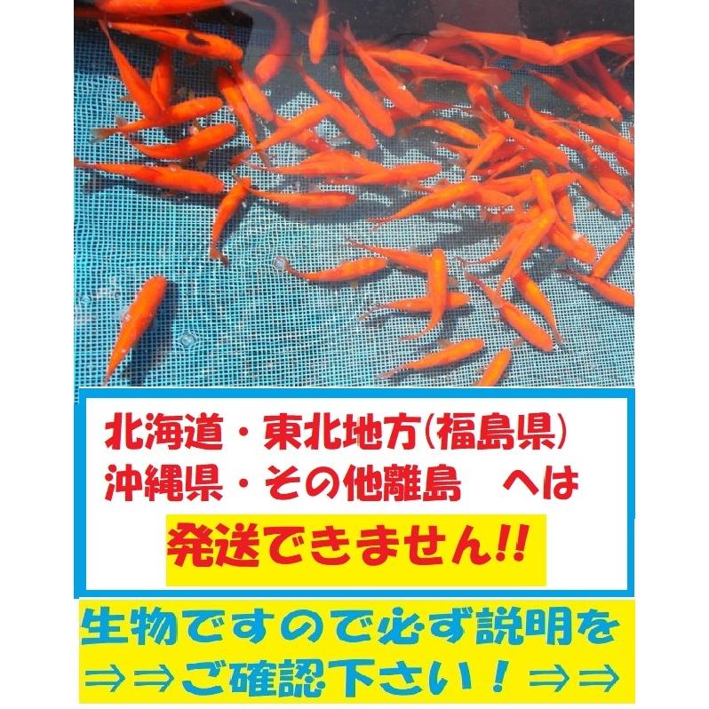 大姉　50匹　大姉金　金魚　餌金　エサ金　オオアネ の商品画像