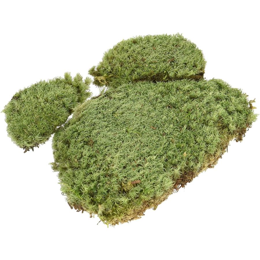 Sale 77 Off 水作 活きている苔 M サイズ ヤマゴケ 温室 飼育ケース