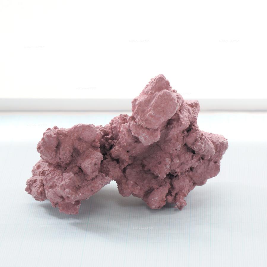 ライブロック　　マメデザイン マメライブロック - 海水魚ショップ ナチュラル