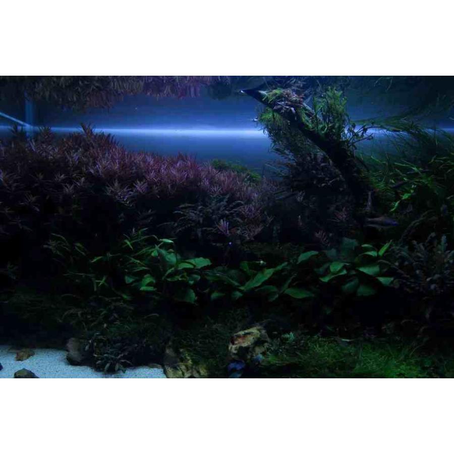 全国送料無料】 Chihiros チヒロス千尋 WRGB2 30 ブラック LEDライト