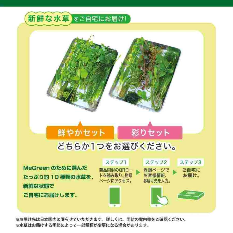 【全国送料無料】 GEX MeGreen メグリーン 新鮮な水草付き グラスアクア ティアーセットの画像