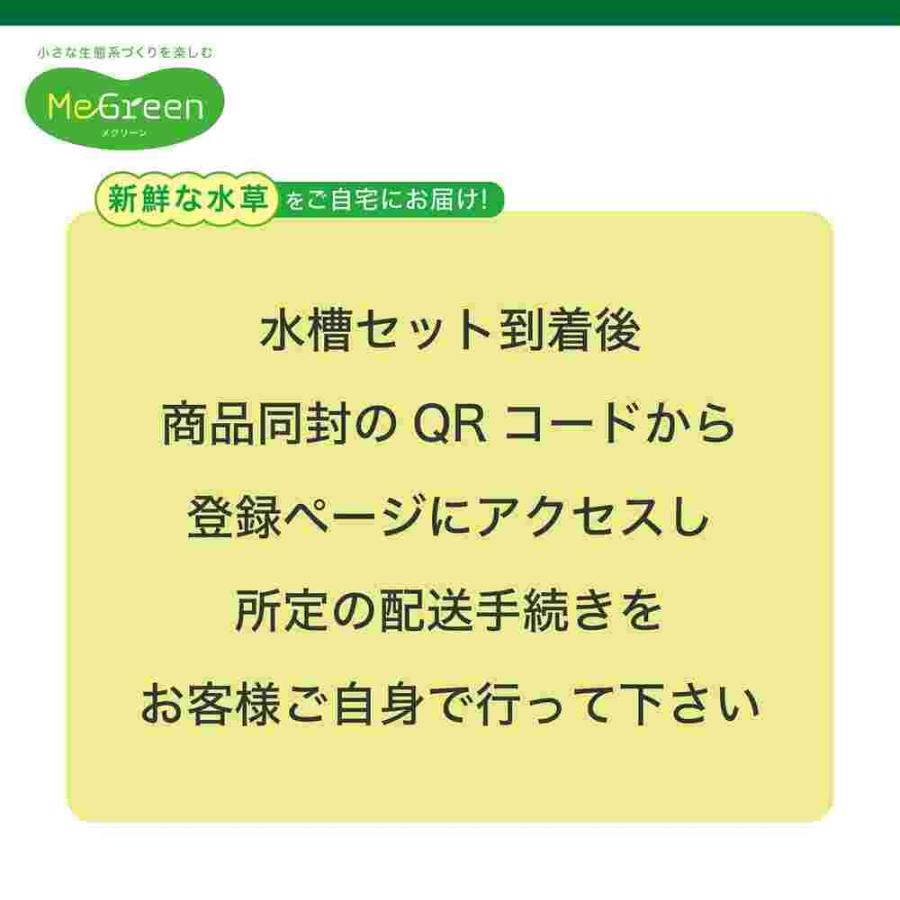 【全国送料無料】 GEX MeGreen メグリーン 新鮮な水草付き グラスアクア ティアーセットの画像