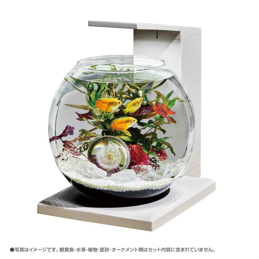 全国送料無料】 GEX グラスアクア デカ ペルコ DB-WH 新商品 : レヨン