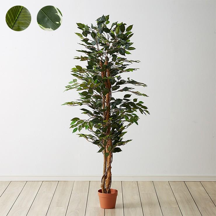 人工観葉植物 フィカス ロータイプ ゴムの木 フェイクグリーン インテリアグリーン 造花 観葉植物 人工 フェイク グリーン 代引不可 | ブランド登録なし