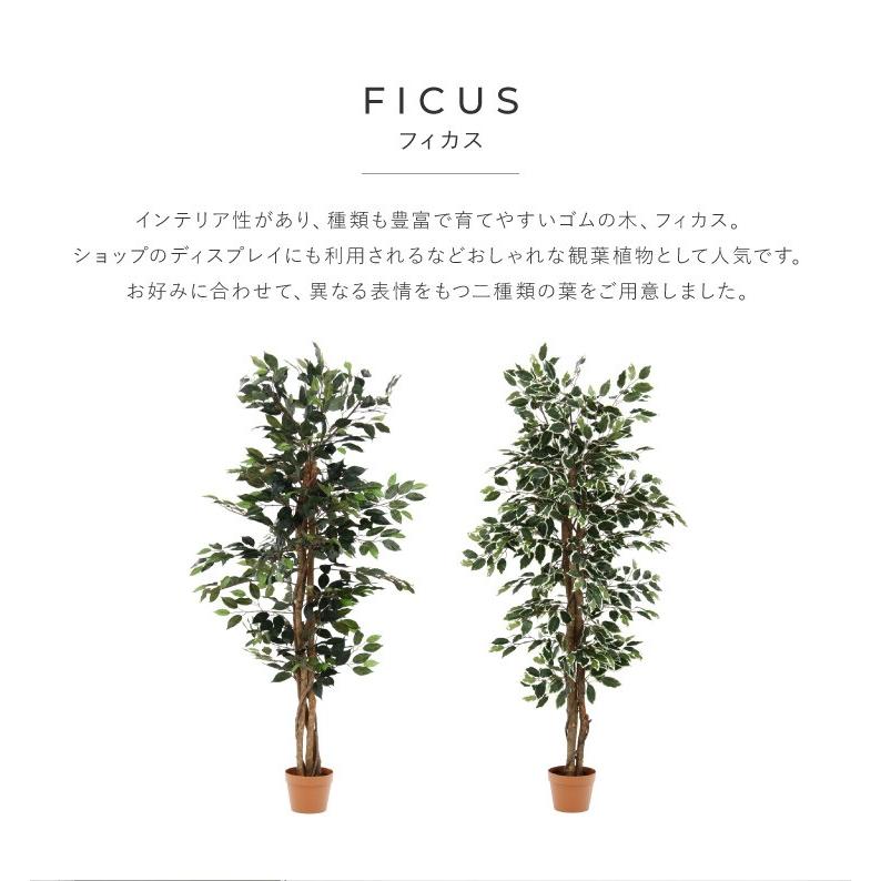 人工観葉植物 フィカス ロータイプ ゴムの木 フェイクグリーン インテリアグリーン 造花 観葉植物 人工 フェイク グリーン 代引不可 | ブランド登録なし | 07